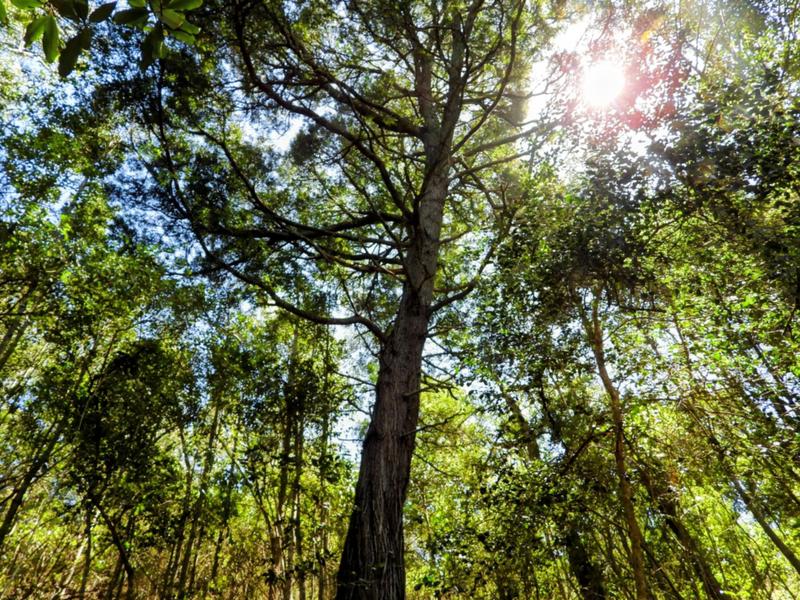 0 Bedroom Property for Sale in Hoekwil Western Cape